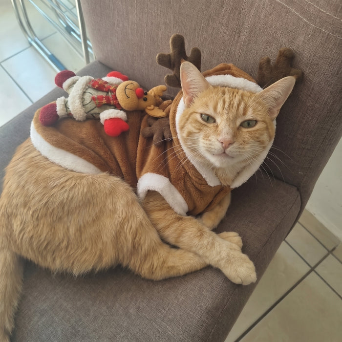 FOTOS PERROS Y GATOS DISFRAZ